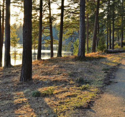 Waldsee