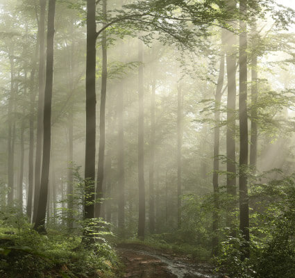 Waldweg, neblig mit Lichtstrahlen